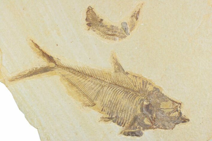 Plate With Two Fossil Fish (Diplomystus & Knightia) - Wyoming #369517